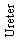 Text Box: Ureter